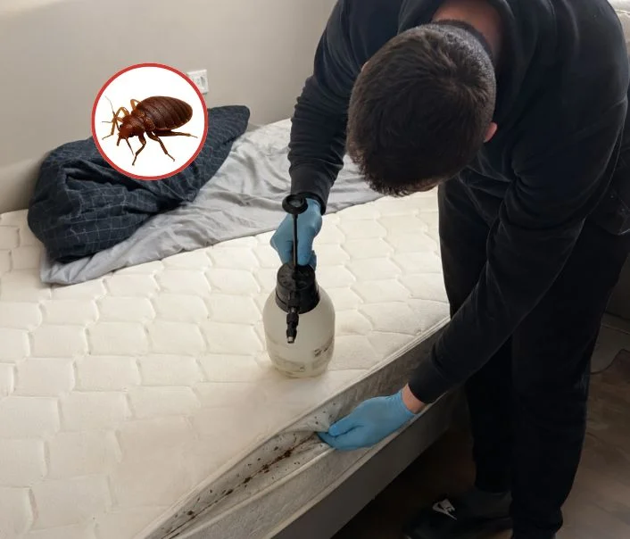 Technicien traitant un matelas contre les punaises de lit à Bernay-Vilbert
